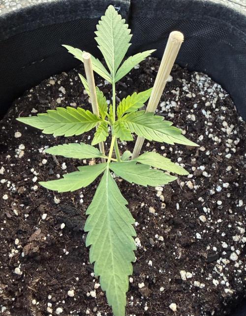 Banana Guava - Outdoor Diary 2026. Week 3