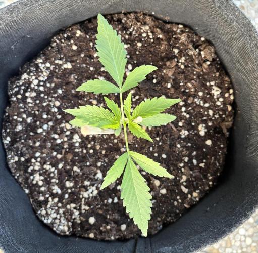 Banana Guava Auto. Week 3