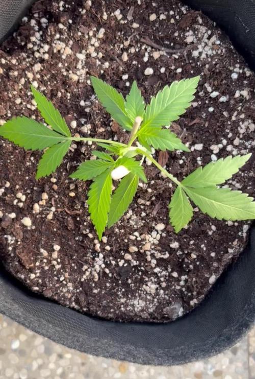 Guava Sundae Auto - Outdoor Diary 2026