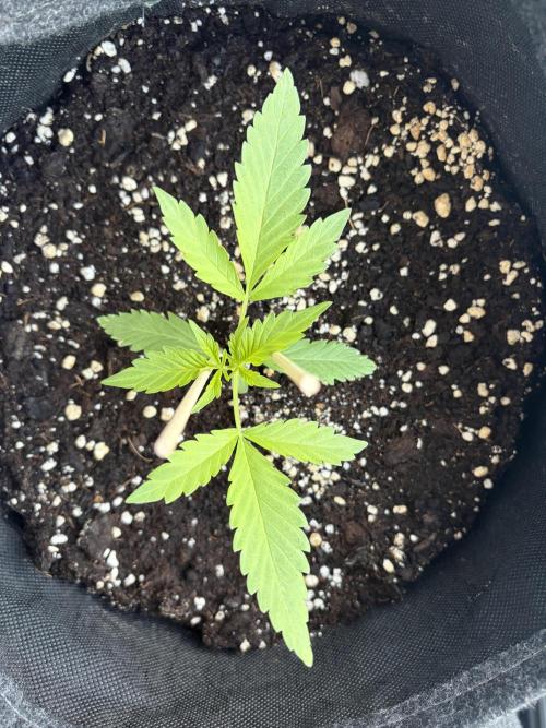 Guava Sundae Auto - Outdoor Diary 2026. Week 3