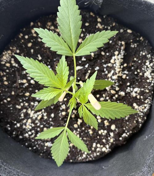 Guava Sundae Auto - Outdoor Diary 2026. Week 3