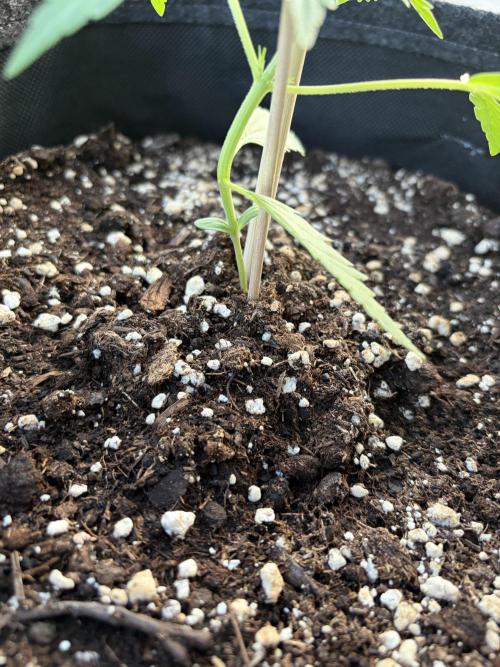 Guava Sundae Auto - Outdoor Diary 2026. Week 3