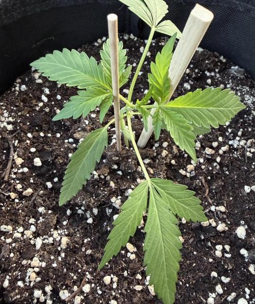 Guava Sundae Auto - Outdoor Diary 2026. Week 3