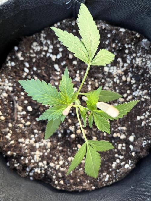 Guava Sundae Auto. Week 3