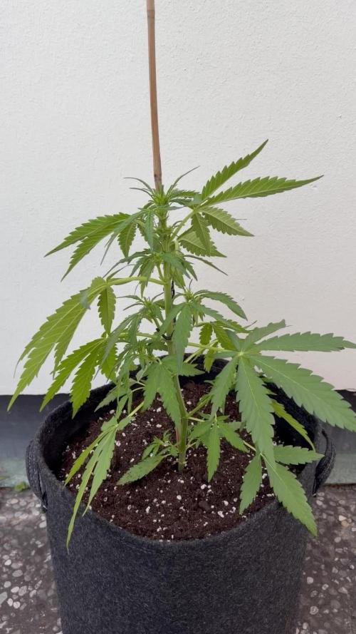 Guava Sundae Auto - Outdoor Diary 2026