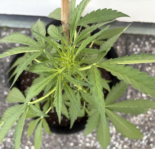 Guava Sundae Auto - Outdoor Diary 2026. Week 4
