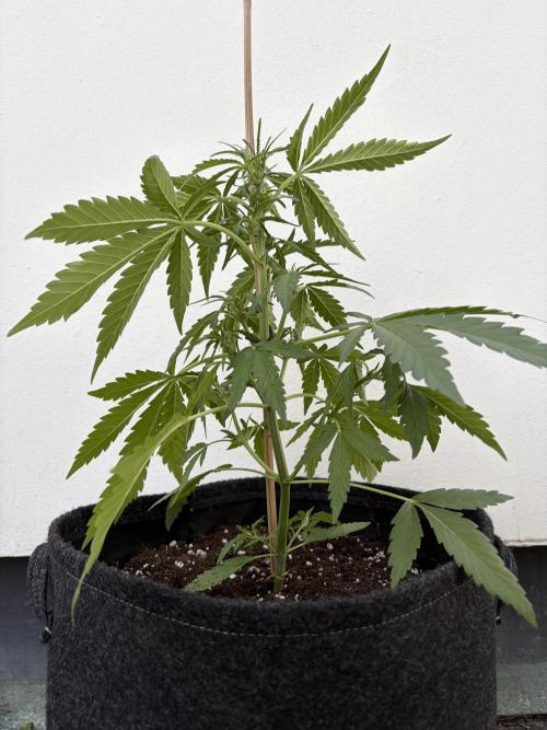 Guava Sundae Auto - Outdoor Diary 2026. Week 4