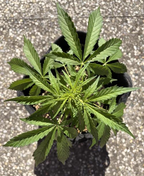 Guava Sundae Auto - Outdoor Diary 2026. Week 4
