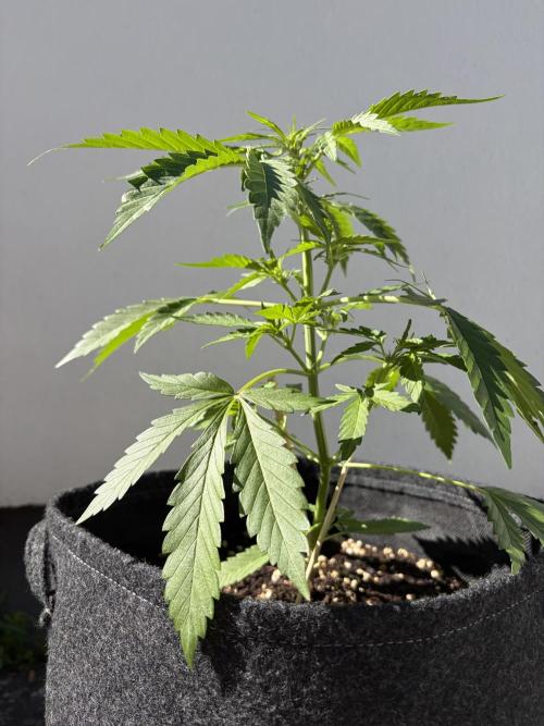 Guava Sundae Auto - Outdoor Diary 2026. Week 4