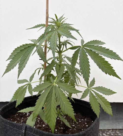 Guava Sundae Auto - Outdoor Diary 2026. Week 4