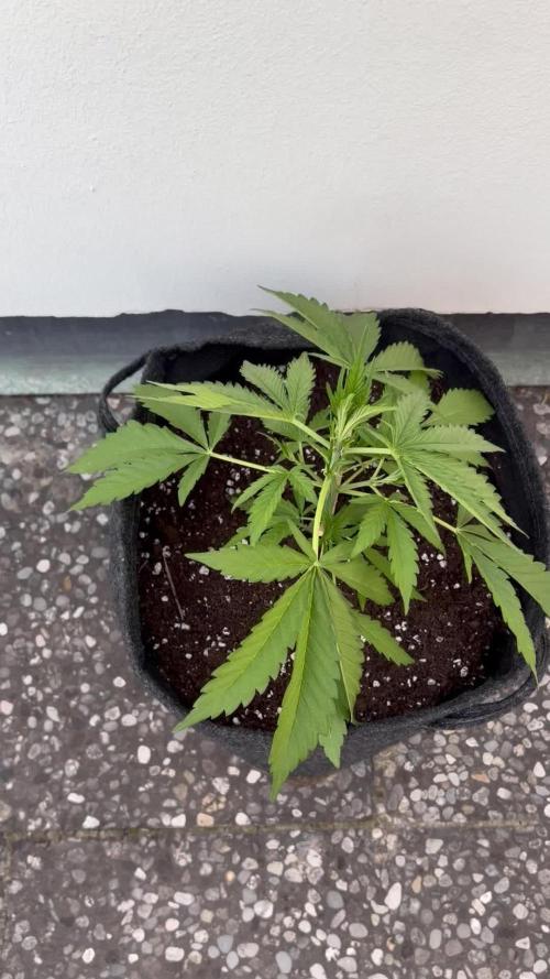 Guava Runtz Auto - Outdoor Diary 2026