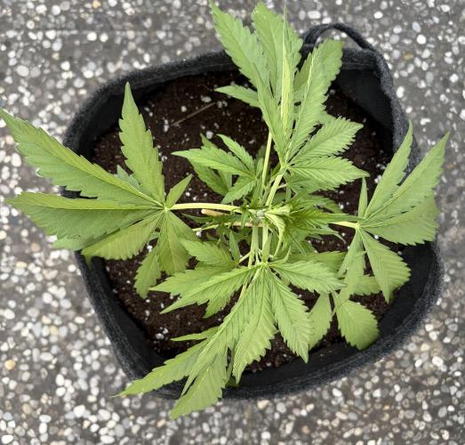 Guava Runtz Auto - Outdoor Diary 2026. Week 4