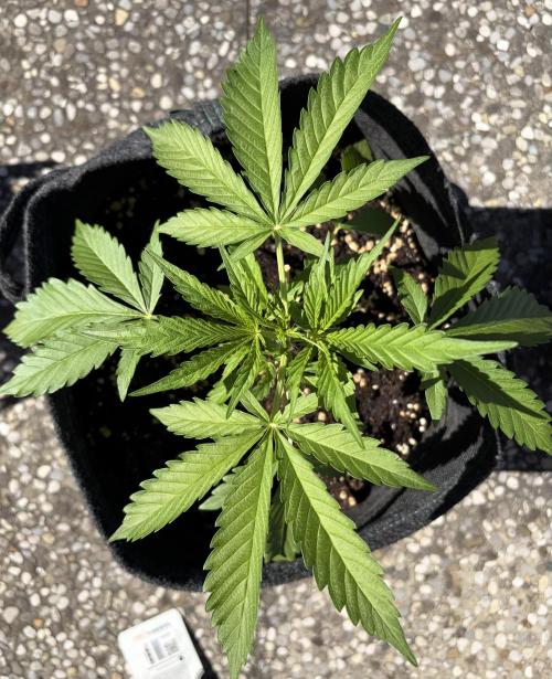 Guava Runtz Auto - Outdoor Diary 2026. Week 4