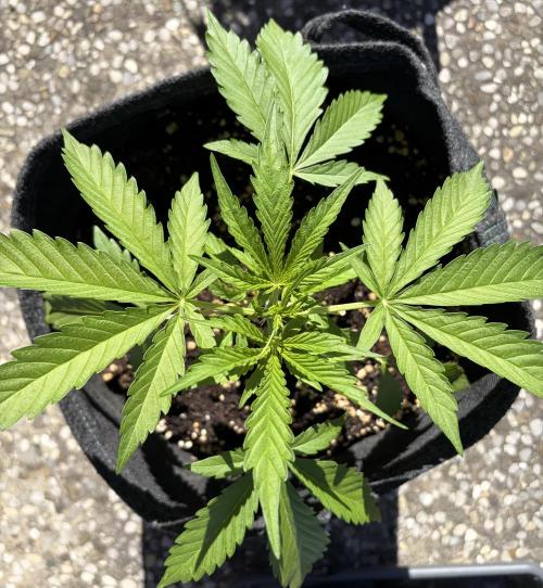 Guava Runtz Auto - Outdoor Diary 2026. Week 4