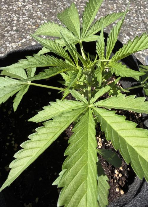 Guava Runtz Auto - Outdoor Diary 2026. Week 4