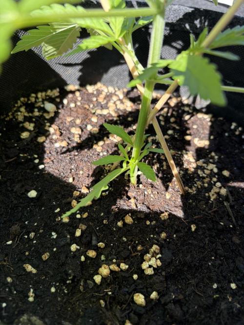 Guava Runtz Auto - Outdoor Diary 2026. Week 4
