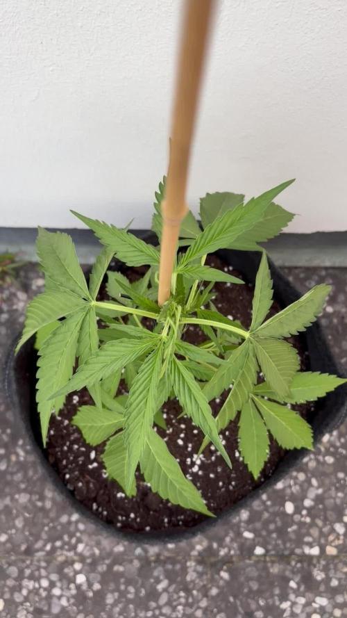 Banana Guava - Outdoor Diary 2026