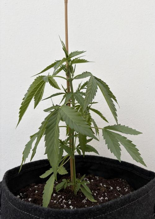 Banana Guava - Outdoor Diary 2026. Week 4
