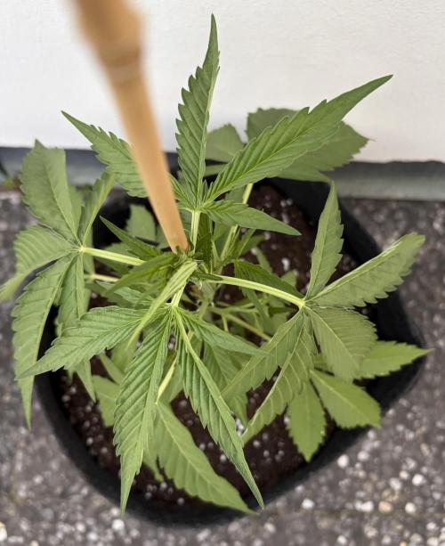 Banana Guava - Outdoor Diary 2026. Week 4