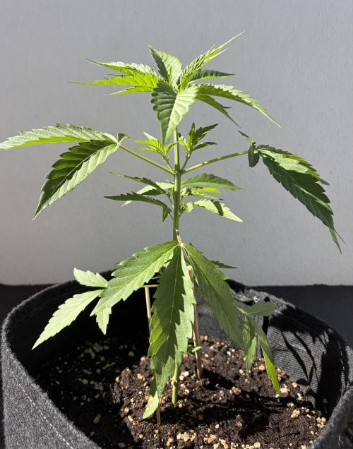 Banana Guava - Outdoor Diary 2026. Week 4