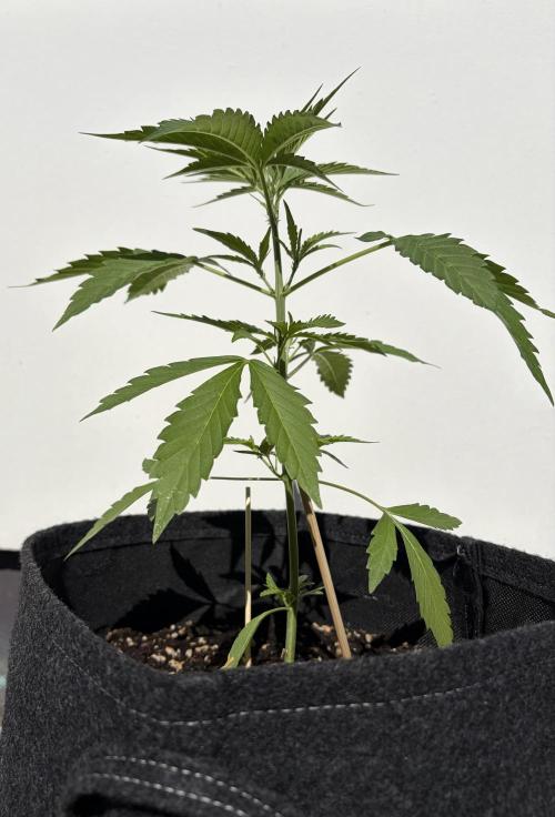 Banana Guava - Outdoor Diary 2026. Week 4