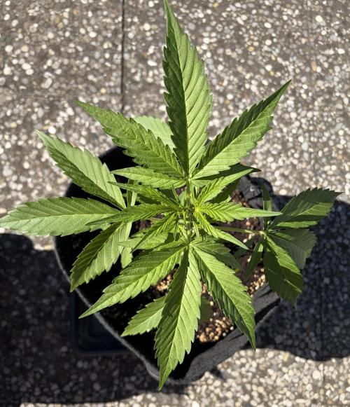 Banana Guava - Outdoor Diary 2026. Week 4