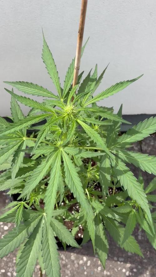 Guava Sundae Auto - Outdoor Diary 2026