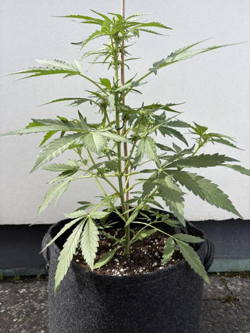 Guava Sundae Auto - Outdoor Diary 2026. Week 5