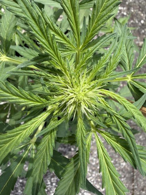 Guava Sundae Auto - Outdoor Diary 2026. Week 5