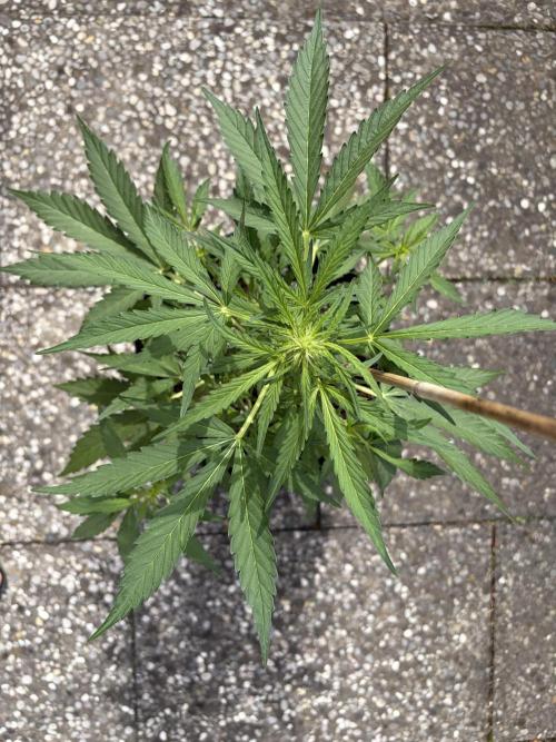 Guava Sundae Auto - Outdoor Diary 2026. Week 5