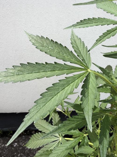 Guava Sundae Auto - Outdoor Diary 2026. Week 5