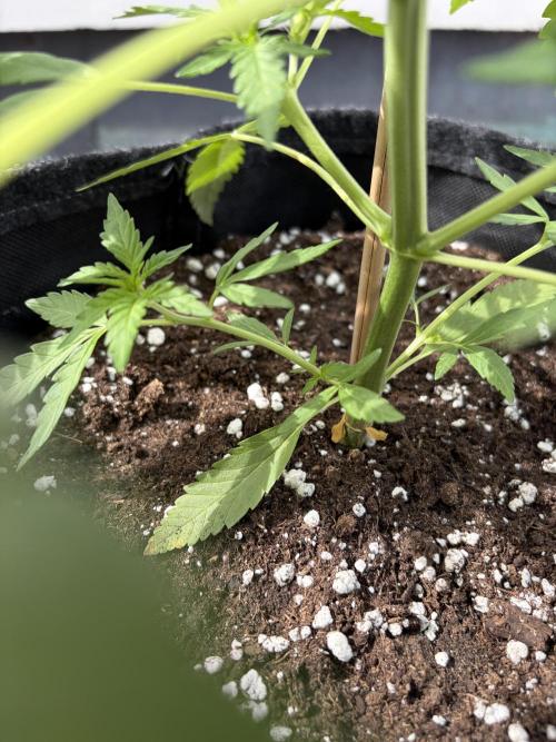 Guava Sundae Auto. Week 5