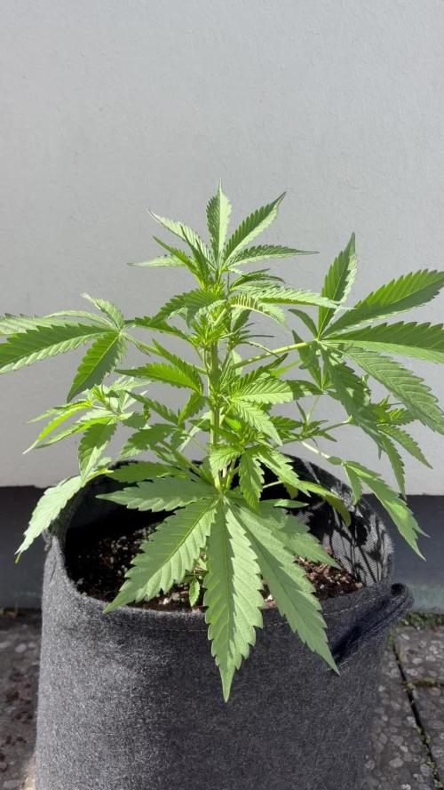 Guava Runtz Auto - Outdoor Diary 2026