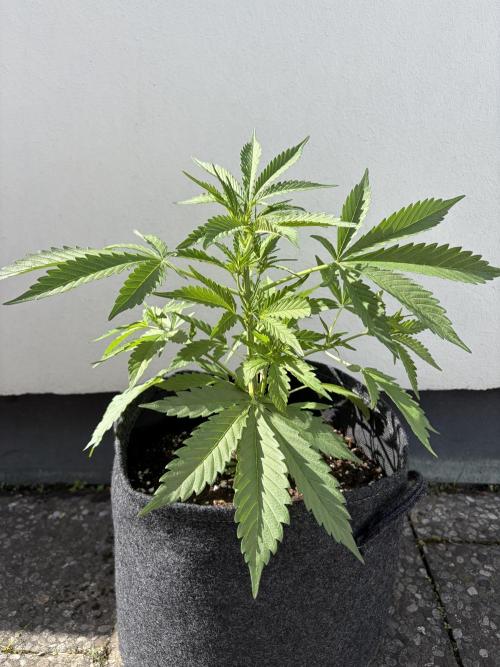 Guava Runtz Auto - Outdoor Diary 2026. Week 5
