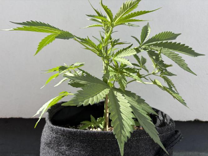 Guava Runtz Auto - Outdoor Diary 2026. Week 5