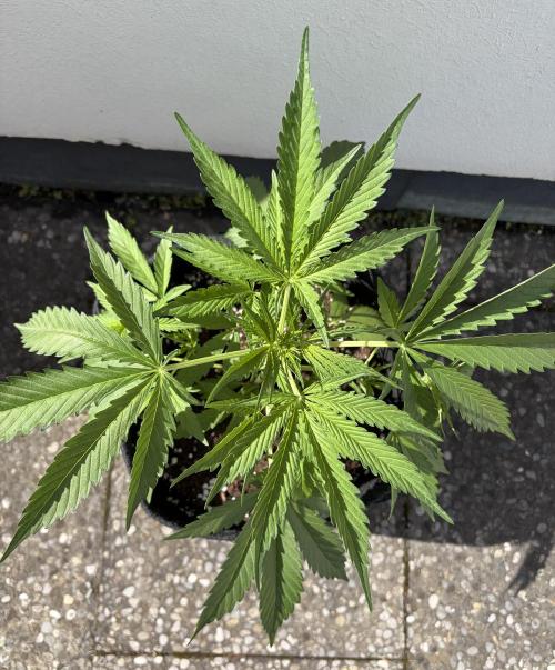 Guava Runtz Auto - Outdoor Diary 2026. Week 5