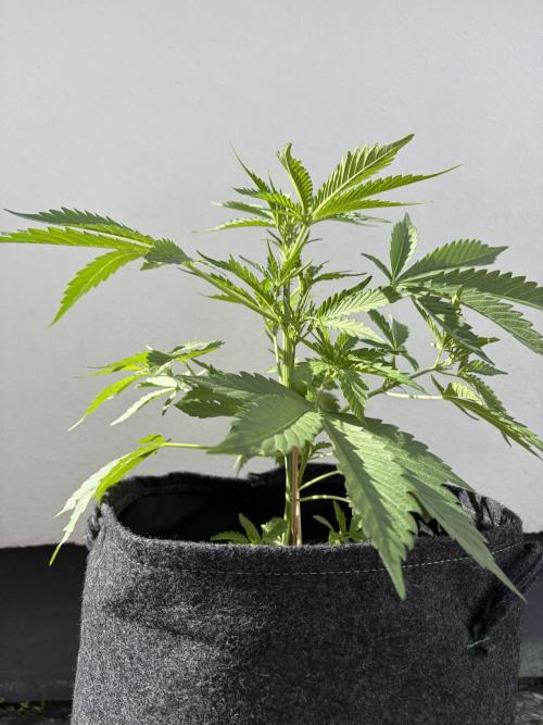 Guava Runtz Auto - Outdoor Diary 2026. Week 5
