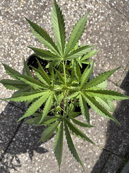 Guava Runtz Auto - Outdoor Diary 2026. Week 5