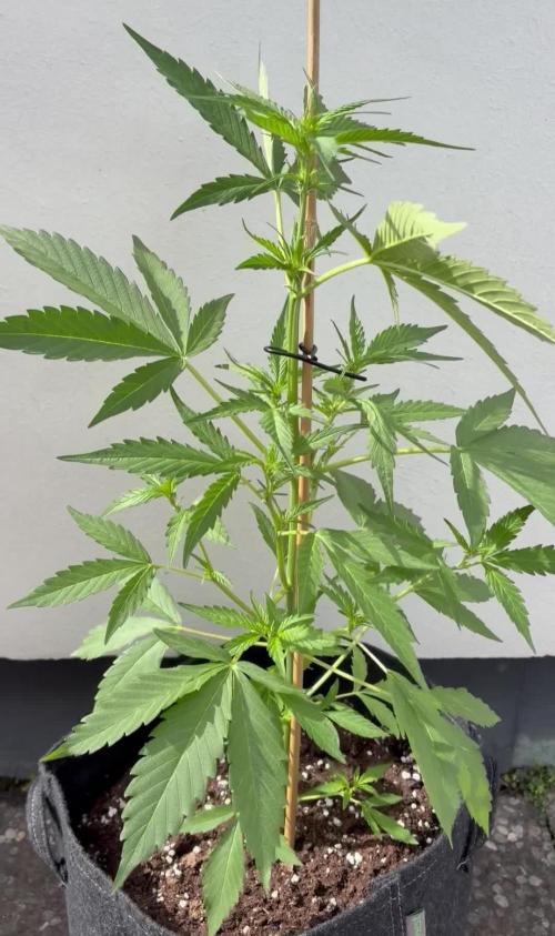 Banana Guava - Outdoor Diary 2026