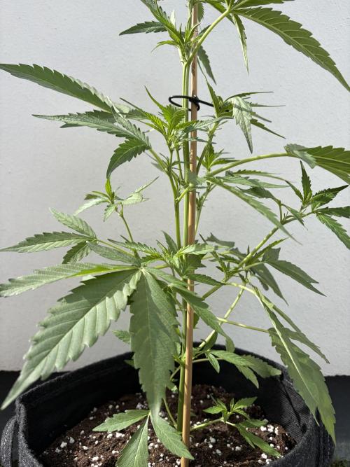 Banana Guava - Outdoor Diary 2026. Week 5