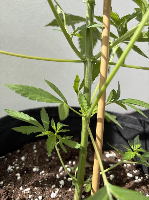 Banana Guava - Outdoor Diary 2026. Week 5