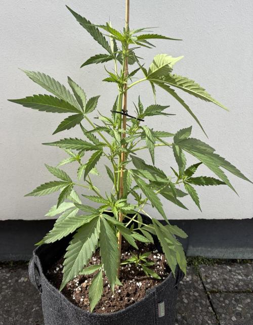 Banana Guava - Outdoor Diary 2026. Week 5