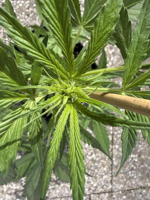 Banana Guava - Outdoor Diary 2026. Week 5