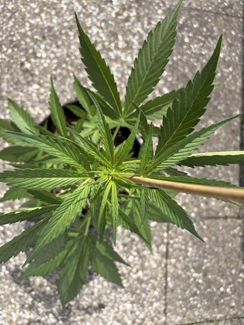 Banana Guava Auto. Week 5