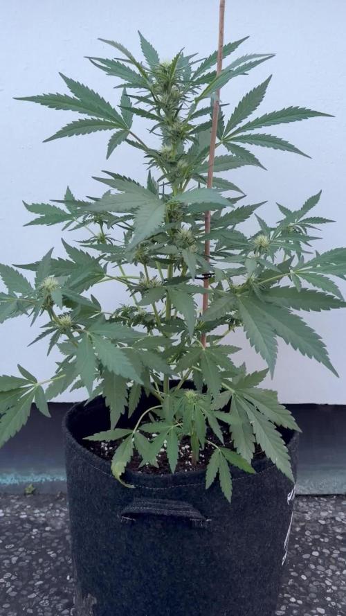 Guava Sundae Auto - Outdoor Diary 2026