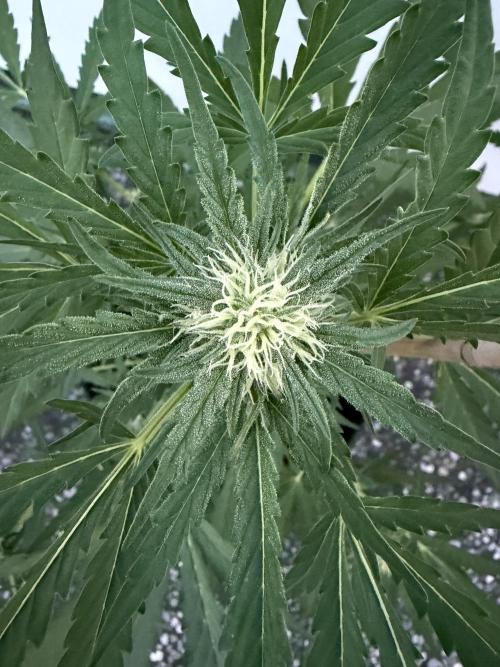 Guava Sundae Auto - Outdoor Diary 2026. Week 6