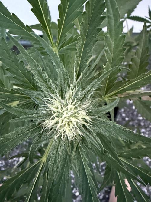 Guava Sundae Auto - Outdoor Diary 2026. Week 6