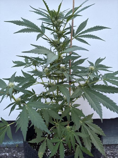 Guava Sundae Auto - Outdoor Diary 2026. Week 6