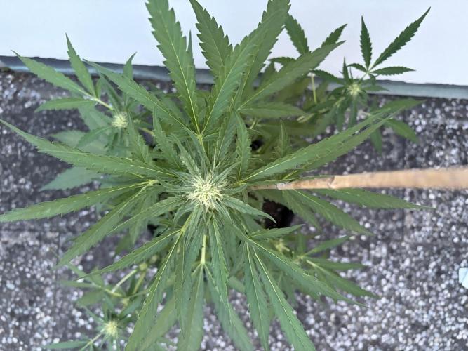 Guava Sundae Auto - Outdoor Diary 2026. Week 6
