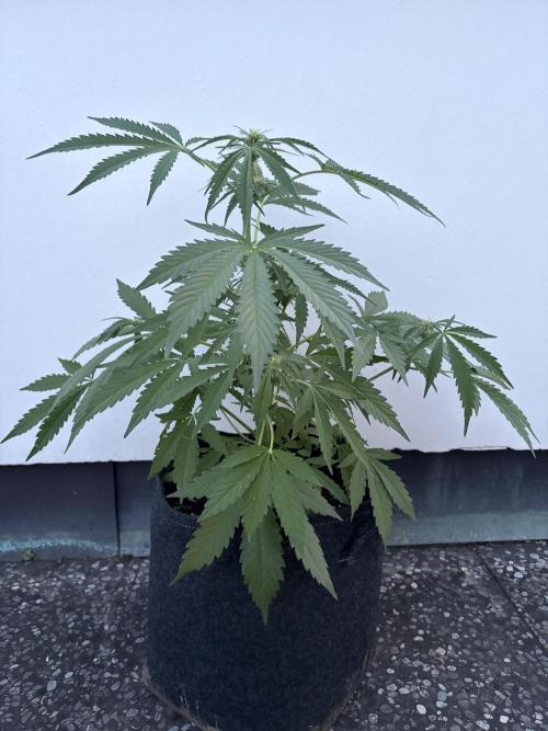 Guava Runtz Auto - Outdoor Diary 2026. Week 6